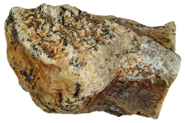 Fossil Triceratops Shed Tooth - Montana #350671